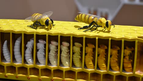 4k:-Bienenstockmodell-Für-Das-Honiglandwirtschaftsgeschäft,-Honigbienenmodell,-Lebenszyklus-Der-Honigbiene,-Honigindustrie,-Vereinigte-Arabische-Emirate
