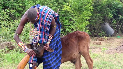 Maasai-man-struggling-to-feed-his-calf