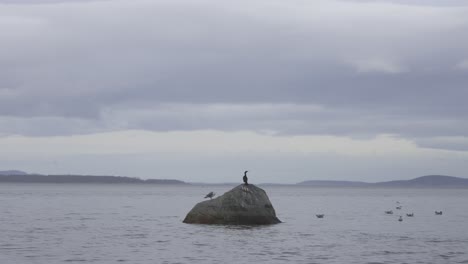 A-bird-sitting-on-top-of-a-boulder-at-an-ocean-shoreline-on-a-cloudy-winter-day