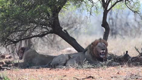 Wide-shot-of-a-male-and-female-lion-laying-in-the-shade-of-a-tree-with-bloody-faces,-Kruger-National-Park