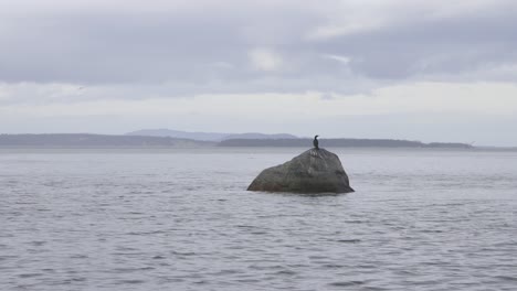 A-Bird-sitting-on-top-of-a-large-rock-in-the-ocean-during-winter