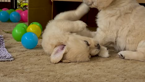 Playful-Golden-Retriever-Puppies-On-Carpet-Near-Cardboard-Box