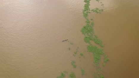 Vista-De-Drones-De-Una-Pequeña-Canoa-Indígena-Que-Navega-Por-El-Río-Orinoco-Entre-Algas-Flotantes