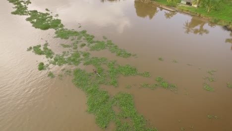 Vista-De-Drones-De-Una-Pequeña-Canoa-Indígena-Cruzando-Un-Montículo-De-Algas-Flotantes-En-El-Río-Orinoco-Con-Casas-Indígenas-En-La-Orilla-Verde