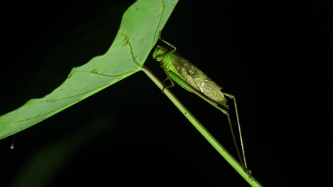Katydid,-Bush-Cricket,-Tettigoniidae,-4K-Footage