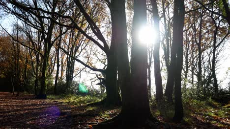 Hell-Leuchtendes-Sonnenlicht,-Das-Durch-Herbstwaldbaumzweige-Auftaucht