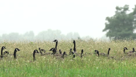 A-large-gaggle-of-Canadian-geese-feeding-in-a-field-in-the-morning-mist