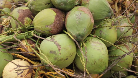 Coconuts-Being-Sold-at-a-Markey-in-Bogota-Colombia