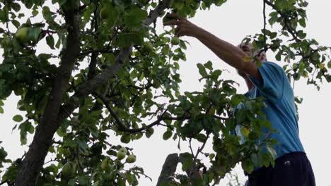 Whistling-older-caucasian-man-picking-green-pears-from-the-tree,-SLOW-MOTION