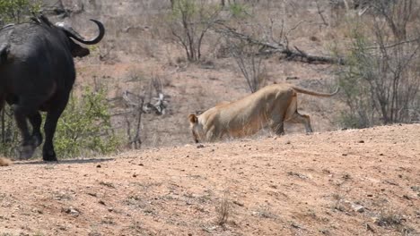 A-Cape-buffalo-chasing-a-lioness-away,-Kruger-National-Park