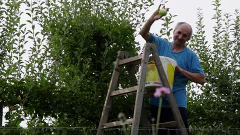 Happy-senior-caucasian-man-picking-apples-from-a-wooden-ladder,-SLOW-MOTION