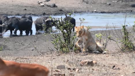 A-lioness-walking-up-to-a-bush-before-laying-down,-with-a-herd-of-Cape-buffalo-walking-through-a-waterhole-in-the-background-and-an-Impala-in-the-foreground,-Kruger-National-Park