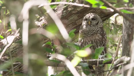 barred-owl-turning-head-in-cypress-forest