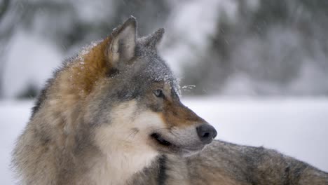 Scandinavian-Grey-Wolf-on-a-lookout-for-prey-under-winter-snowfall---Portrait-in-profile-Medium-close-up-shot