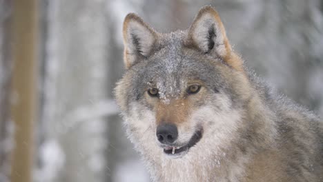 Goofy-Scandinavian-grey-wolf-under-gentle-snowfall-in-northern-forest---Medium-close-up-shot