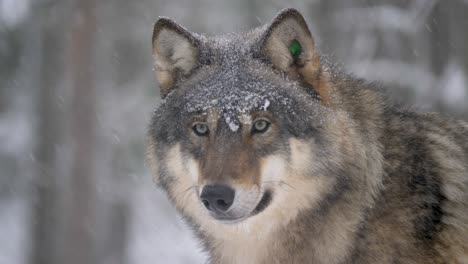 Piercing-look-of-Large-Grey-Wolf-persevering-under-harsh-cold-snowfall---Portrait-medium-close-up-shot
