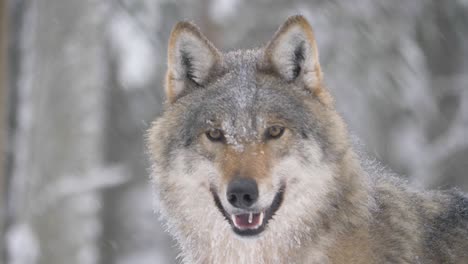Frosted-quirky-Scandinavian-Grey-Wolf-happily-savouring-the-snowfall---Portrait-Medium-close-up-shot