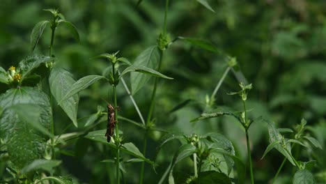 Grasshopper-under-leaves-of-a-plant,-Kaeng-Krachan-National-Park,-Thailand