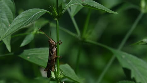 Grasshopper-under-leaves-while-legs-wrapped-around-the-stem-of-the-plant,-Kaeng-Krachan-National-Park,-Thailand