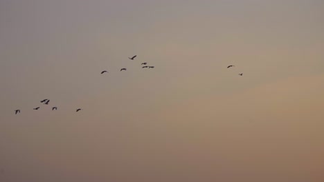 sunset-birds-migratory-birds-flying-into-by-the-lake-osmanabad-India-close-up