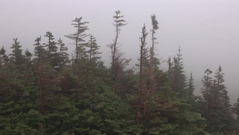 Niebla-Y-Lluvia-Moviéndose-Por-El-Paisaje-Con-árboles-Desgastados-En-Lo-Alto-De-Las-Montañas-En-El-Parque-Nacional-De-Los-Glaciares