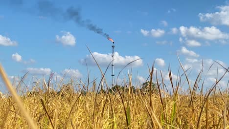 Tall-tower-pipe-burning-gas-behind-golden-field-of-rice-crops,-sunny-day-view
