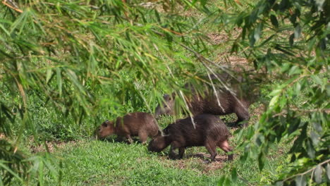 Mother-capybara-grazes-in-grassy-field-as-her-two-young-pups-come-to-join-her-in-the-green-oasis