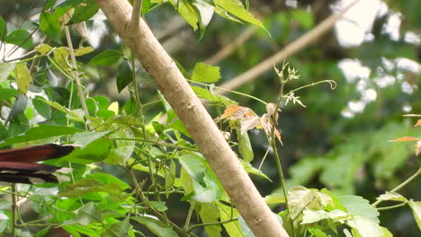 Squirrel-Cuckoo-Looking-Around-Before-Jumping-On-Branch-In-Tropical-Jungle