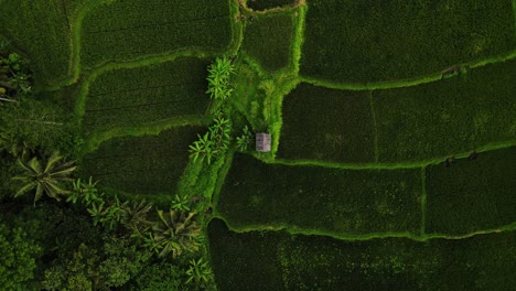 Top-View-Of-A-Hut-Amidst-Green-Terraced-Fields-In-Bali,-Indonesia