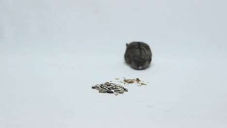 Fat-gray-furry-hamster-isolated-on-white-background