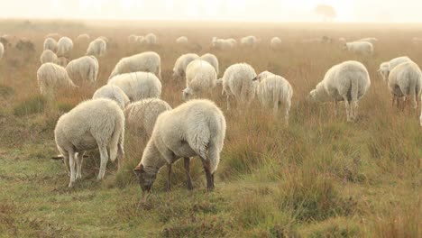 Low-hanging-mist-over-heather-moorland-landscape-with-a-flock-of-sheep-grazing-and-passing-by-in-early-morning-sunrise
