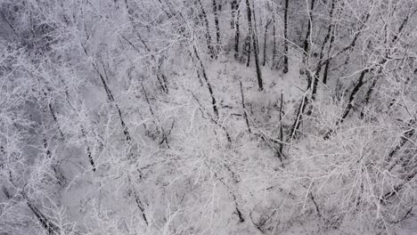 Slow-aerial-dolly-forward-of-a-mystical-winter-forest-setting-below