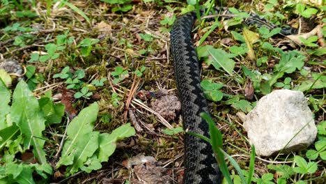 Closeup-of-dead-grey-black-viper-on-ground-forest,-handheld-pan,-day