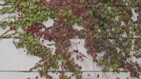 Red-and-green-vines-on-white-wall