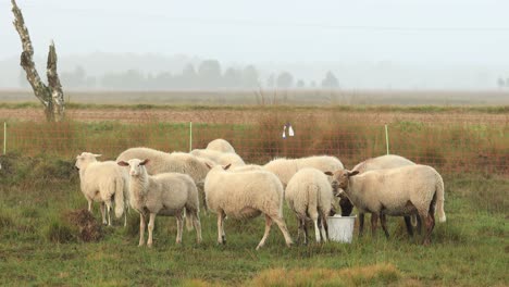 Sheep-in-heather-moorland-around-a-feed-bucket-with-a-misty-foggy-landscape-in-the-background-with-a-goat-passing-by-in-the-foreground