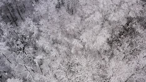 Top-down-shot-of-an-eerie-frozen-cold-winter-forest-setting