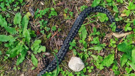 Dead-black-grey-viper-snake-in-forest-ground,-handheld,-day