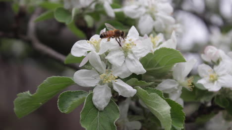 Eine-Hart-Arbeitende-Biene,-Die-Blumen-Auf-Einem-Apfelbaum-Bestäubt,-Der-Sich-Im-Wind-Bewegt