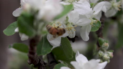 Apfelbaumzweig-Weht-Im-Wind,-Während-Eine-Biene-Die-Blumen-Bestäubt