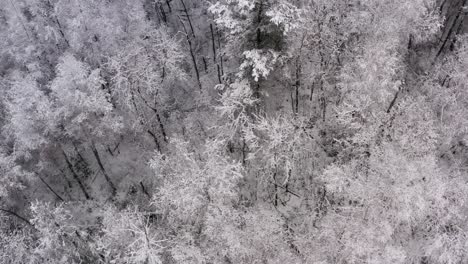 Frosty-winter-forest-with-hoar-frost-on-the-trees