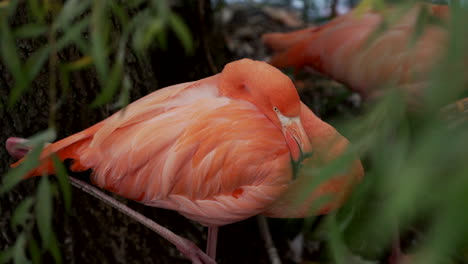 Pretty-Birds-At-The-Zoo---American-Flamingo-Resting-With-Its-Curled-Long-Neck---Closeup-Shot