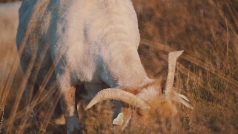 Weiße-Gehörnte-Ziege,-Die-Auf-Gras-Weidet,-Den-Kopf-Gesenkt