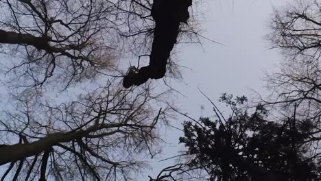 Vertical-video-of-looking-up-through-the-twigs-and-branches-of-a-winter-woodland-forest,-aerial