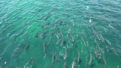 Footage-of-a-school-of-fish-swimming-and-rising-to-the-surface-of-the-ocean