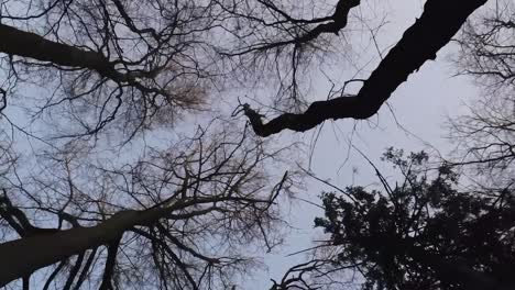 Vertical-video-of-walking-among-sparse-winter-trees-and-branches-in-a-dreamy-fairytale-forest,-looking-up-aerial-portrait-mode