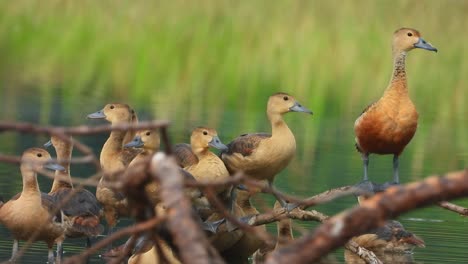 whistling-duck-chicks-in-pond-with-mother-