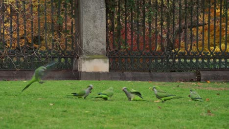 Parrots-in-a-park-in-Madrid-Spain