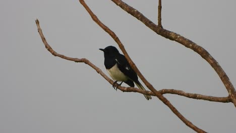 Magpie-Robin-in-tree-video