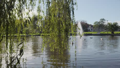 Small-lake-in-city-park-with-seagulls-swimming-and-willow-foreground