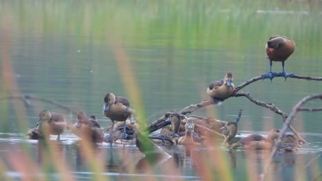 whistling-duck-chicks-and-mom-in-pond-..